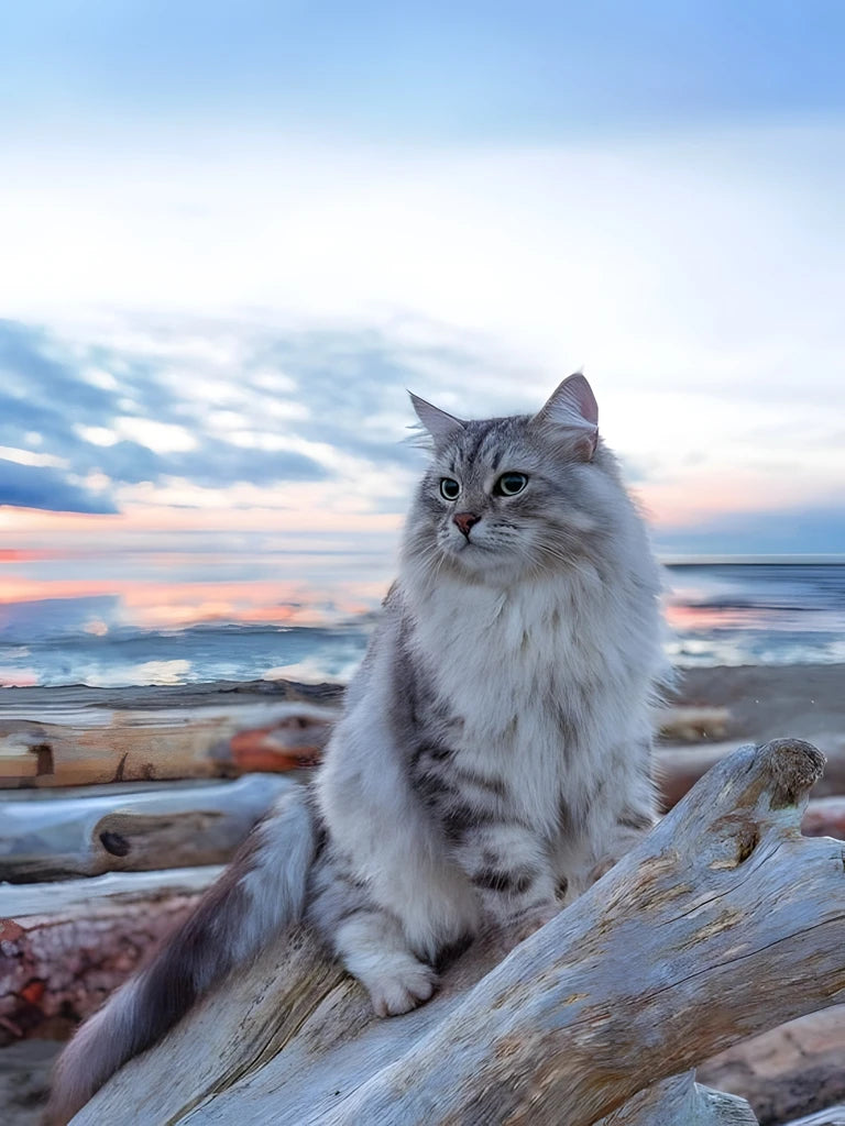 New Maine Coon DIY Diamond Art Painting Kits Crafts Big Cats Portrait Sets Embroidery Mosaic Hand Gift Home Decor Cross Stitch