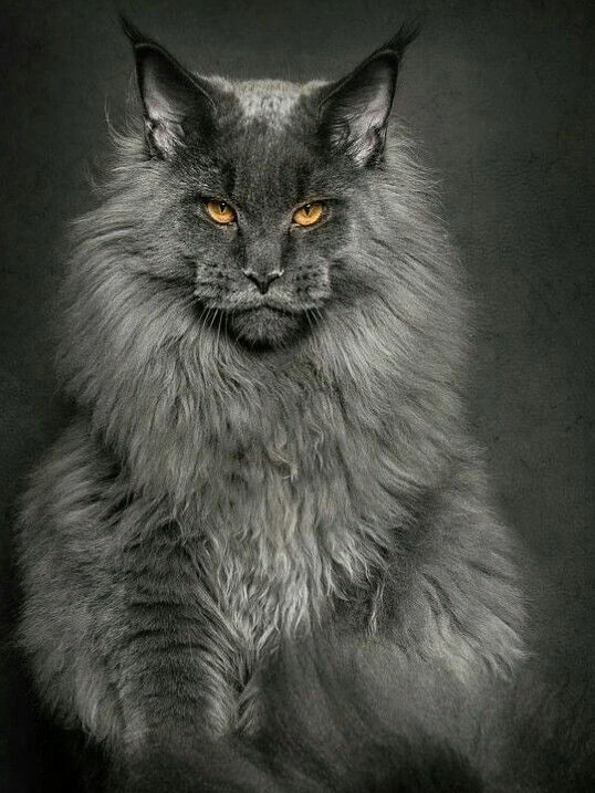 New Maine Coon DIY Diamond Art Painting Kits Crafts Big Cats Portrait Sets Embroidery Mosaic Hand Gift Home Decor Cross Stitch